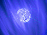 STARLIGHT PLATE - GALAXY III